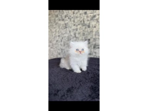 British longhair disi