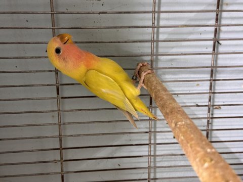 Bebek sevda papağanı