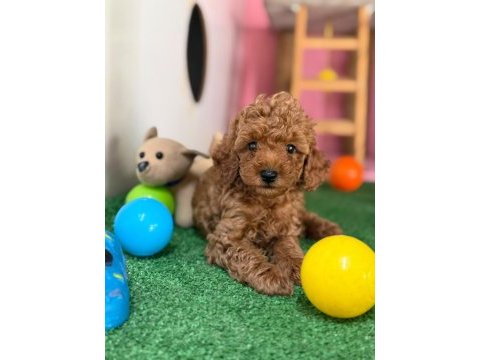 Minik poodle patim