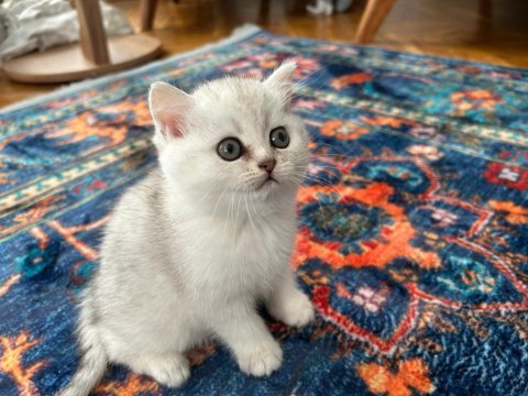 British silver shorthair