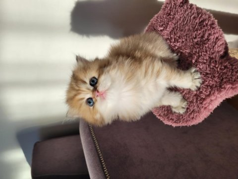 Safkan golden british longhair yavrular