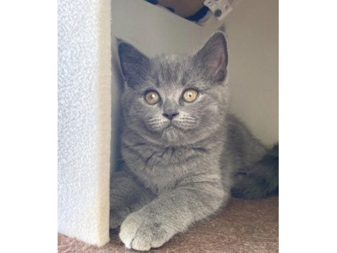 3 aylık british shorthair