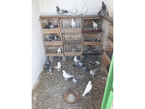 Varsa güzeli güvercinler