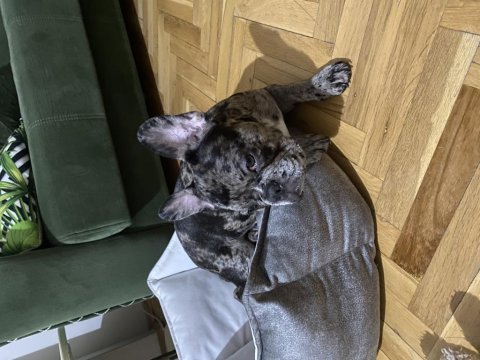 4,5 aylık french bulldog