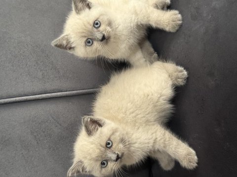 British blue point yavrularımız