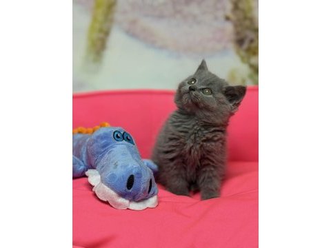 Efsane güzellikte british shorthair prenses