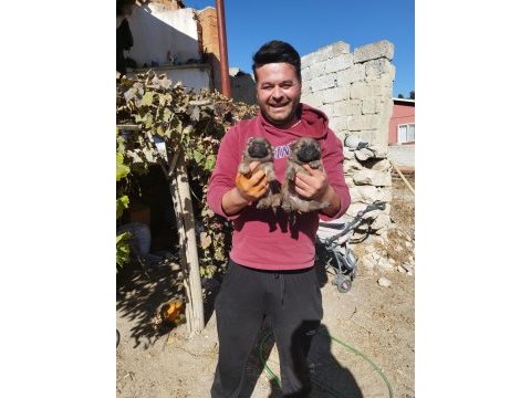 Rezerveye açık chow chow çin aslanı yavrularımız