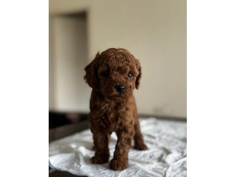 Ev ortamında doğup büyütülmüş toy poodle
