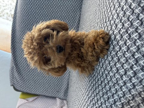 Tea cup ponçik poodle