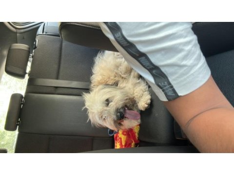 2 yaşında terrier bej ücretsiz sahiplendirilecektir