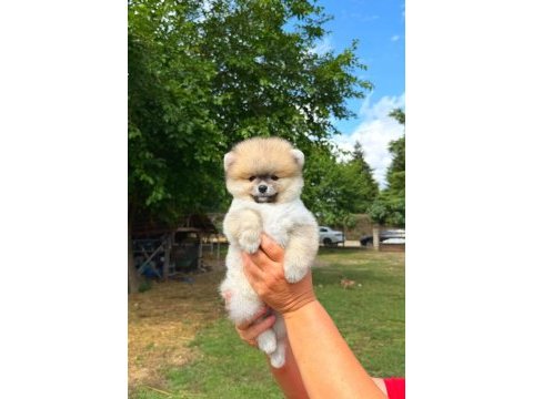 Yavru pomeranian boolarımız