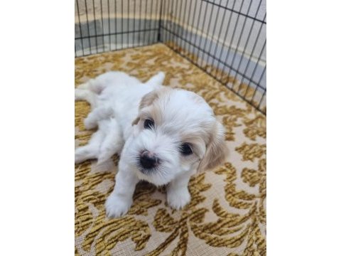 Bebek yüz maltese