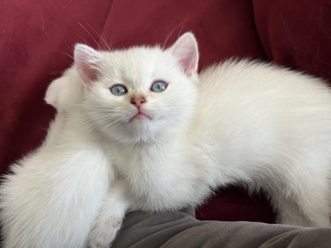 Safkan bebeklerim british shorthair