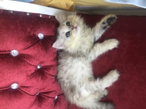 2 aylık chinchilla