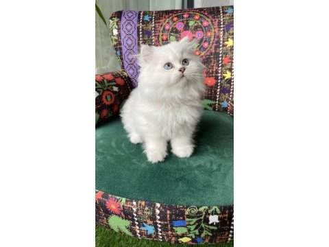 2 aylık biblo gibi yavru british longhair