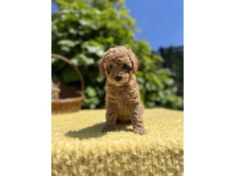 Harika güzellikte toy poodle yavrumuz