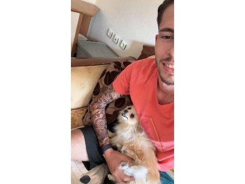 Pomeranian boo 10 aylık