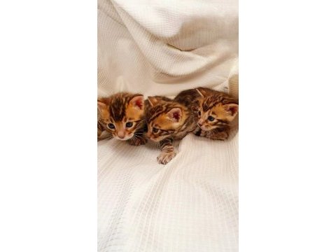Rus şecereli 1. sınıf bengal kedisi yavruları