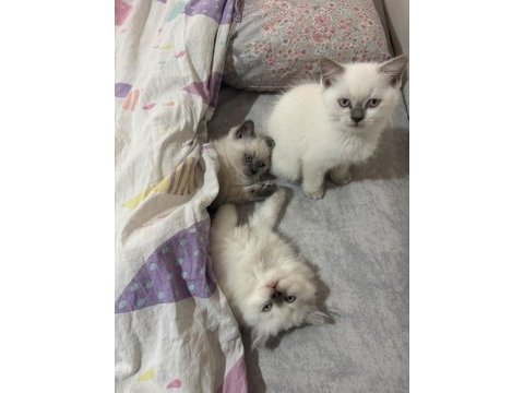 2 aylık british bluepoint shorthair yavrular