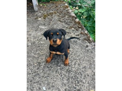 Rottweiler erkek 
