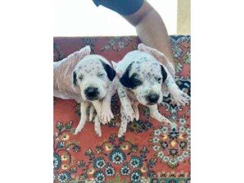 Irk ve sağlık garantili dalmaçyalı yavrularımız