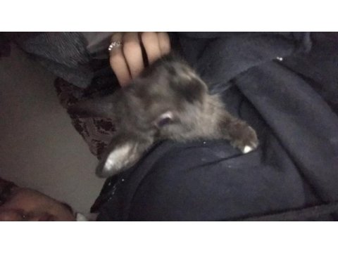 Siyah yavru cüce tavşan