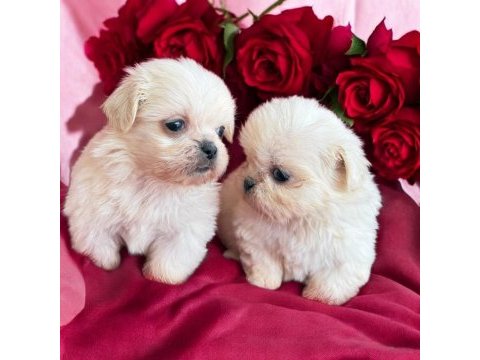 Maltese terrier çok sevimli yavrular