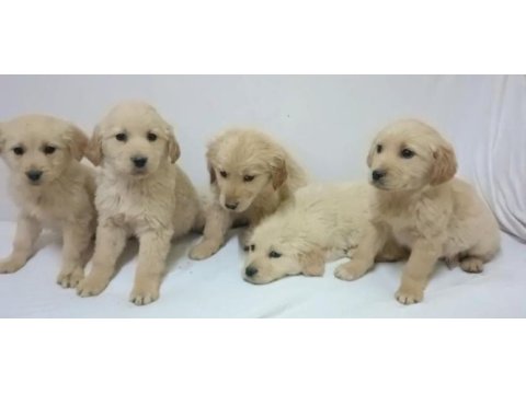 Golden retriever bebekler hazır