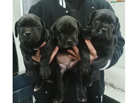 Cane corso yavrular