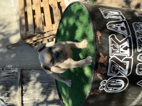 Mükemmel anatomi ırk sağlık garantili french bulldog