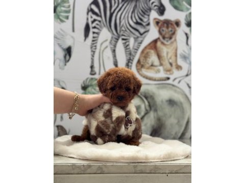 Toy poodle köpekleri