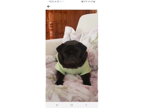 Black pug mops