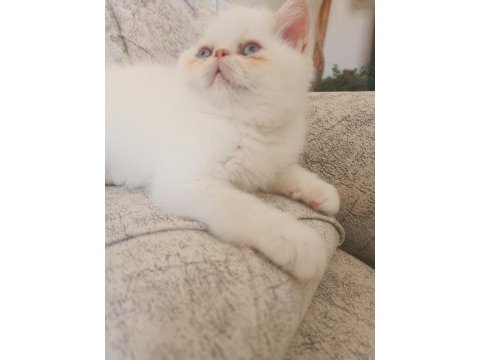 Exotic shorthair 2 aylık dişi