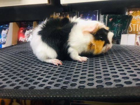 Guinea pig ler