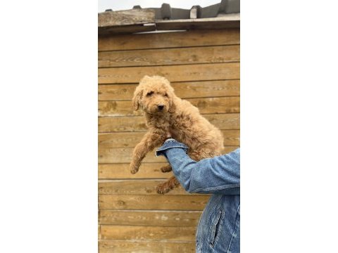 Dev poodle yavrularımız yeni ailelerini bekliyor