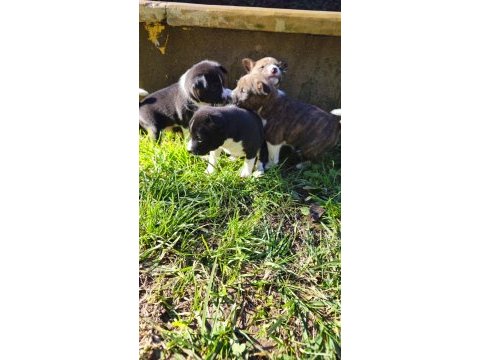 Basenji cins yavru köpekler özel ırk türkiyede yoktur