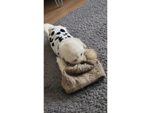 2 aylık maltipoo 0 boy