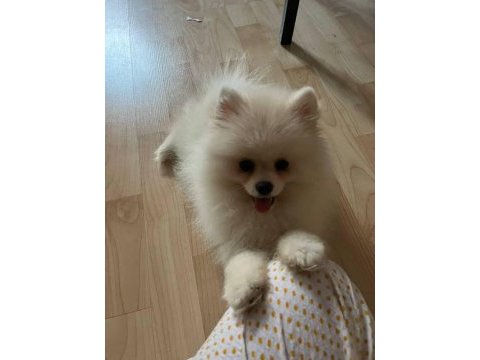 3 aylık dişi pomeranian boo