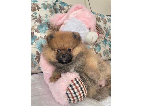 Pomeranian boo ile spitz kırma yavrular 2,5 aylık