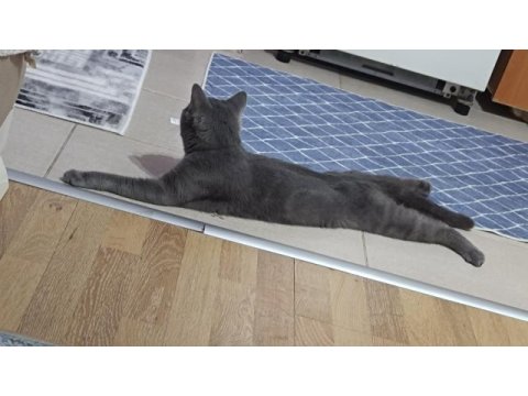 British shorthair kedimiz