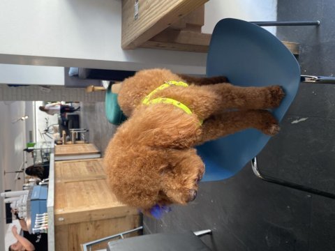 13 aylık poodle köpeğimi sahiplendirmek durumundayım