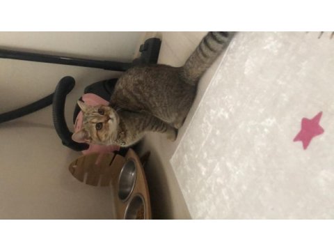 Golden tabby dünya güzeli bir british shorthair