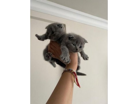 Scottish fold orjinal güzel bebekler