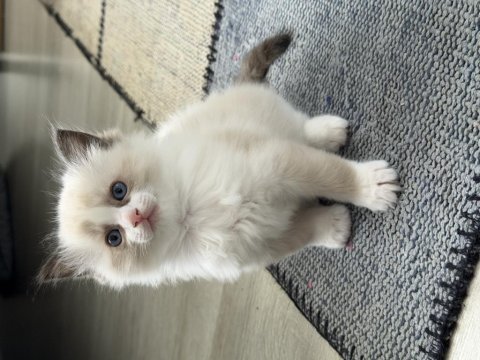 Ragdoll yavrular 40 günlük