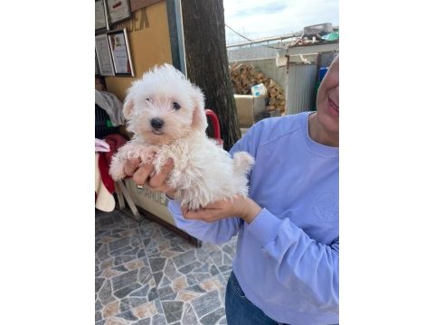Sevimli maltese yavrularımız