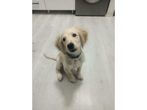 3 aylık erkek aşıları tam golden retriever