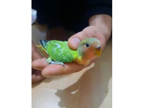 50 günlük sevda papağanı yavru