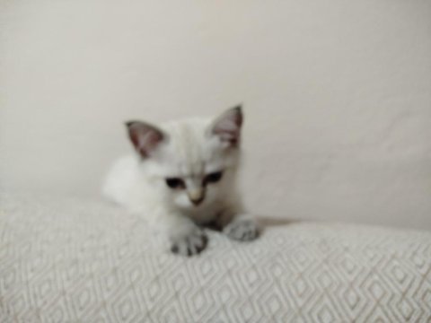 British blue point yavru kedimiz