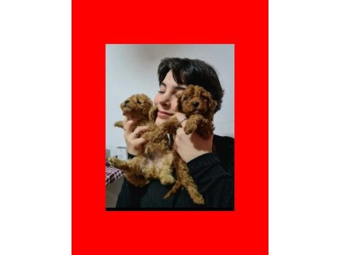 Harika kalitede poodle yavrularımız