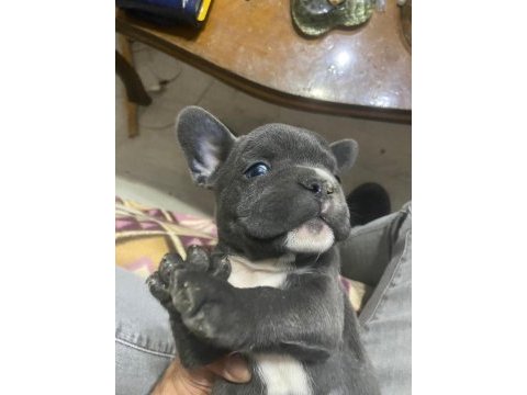 Orjinal blue french bulldog bebekler